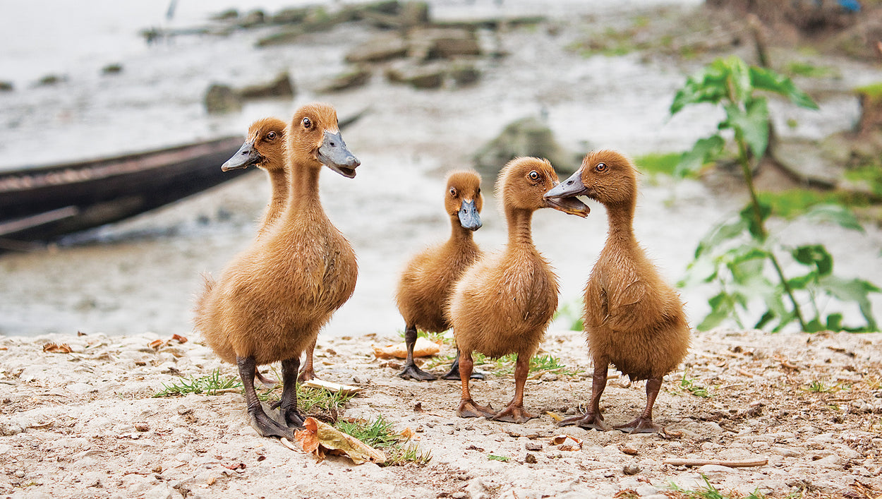 Ducklings