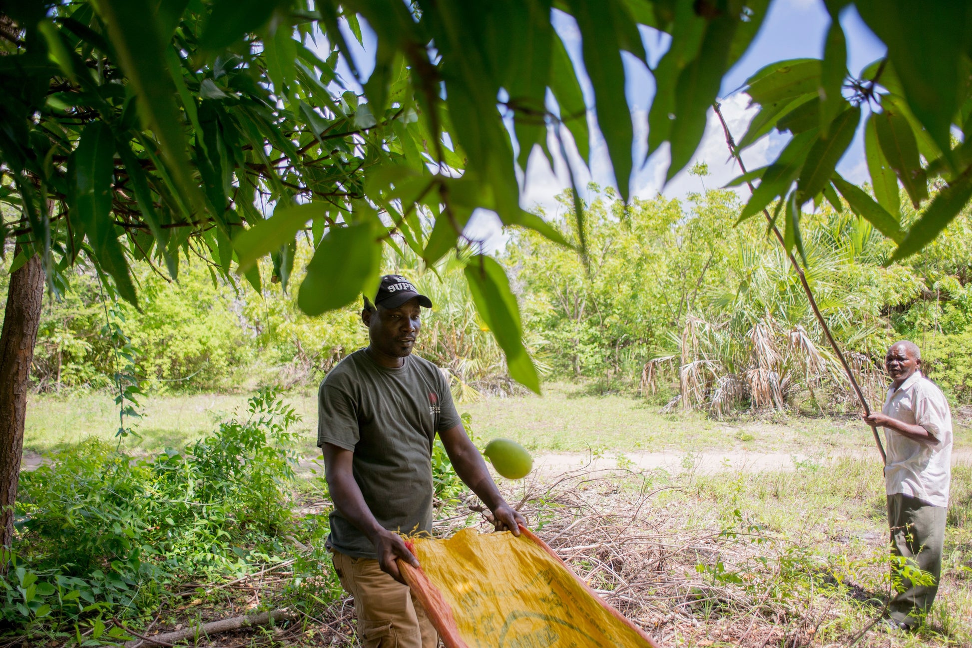 Mango farmers harvest mangos.