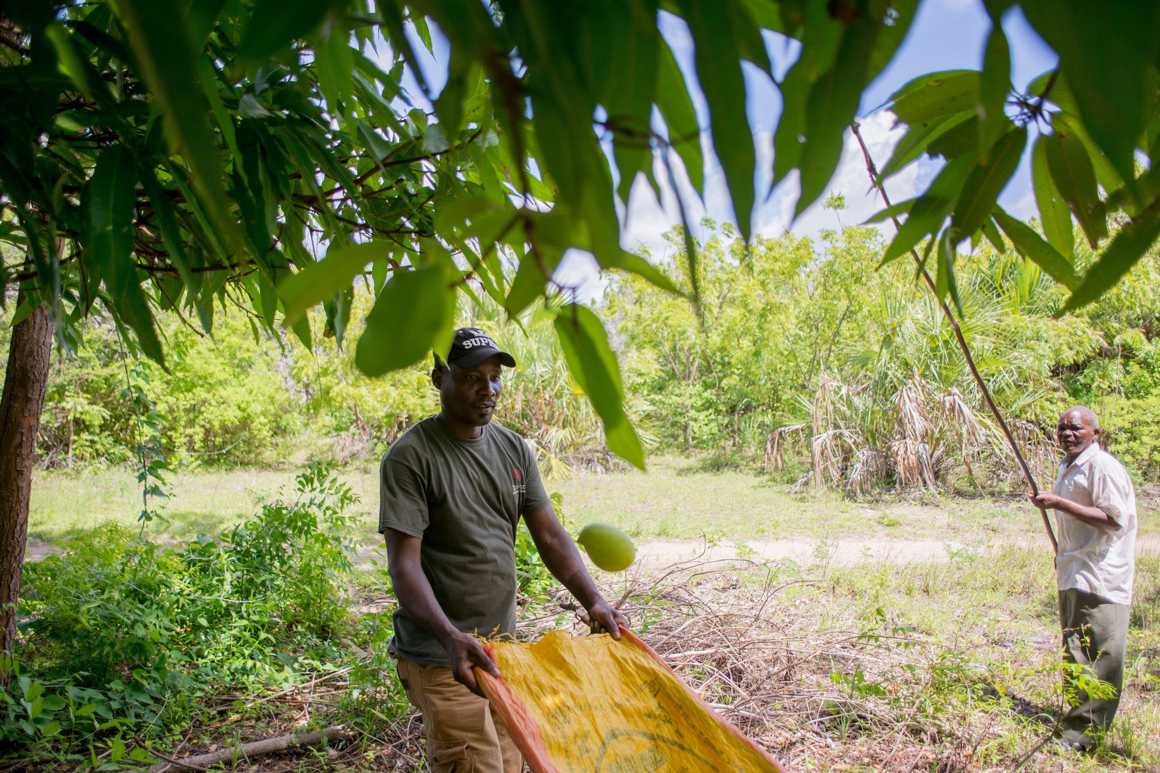 Mango farmers harvest mangos.